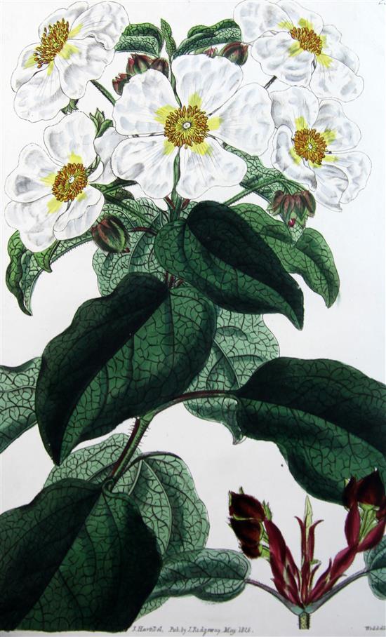 Loudon, Jane Webb - Cistineae. The Natural Order of Cistus or Rock-Rose,
